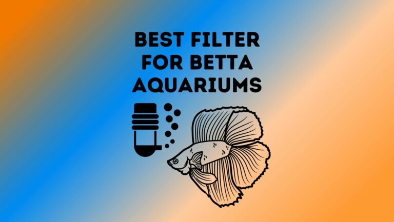 5 Best Filter For Betta Aquariums