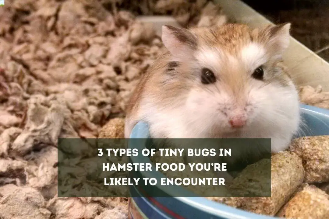 Why Are There Bugs In My Hamster Food: 5 Possible Reasons