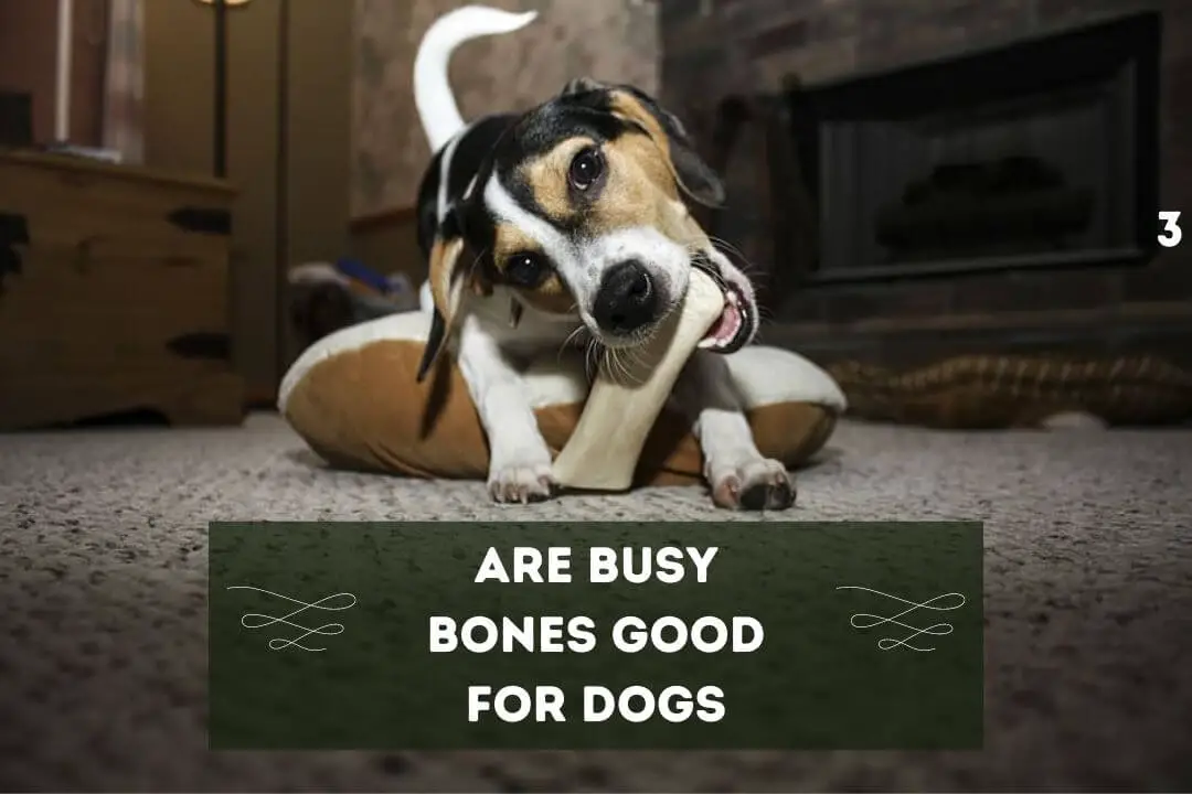 Are Busy Bones Good for Dogs