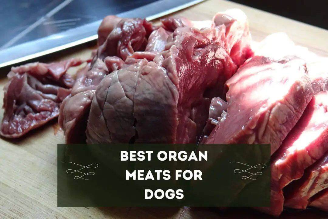 Best Organ Meats For Dogs