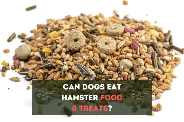 Can Dogs Eat Hamster Food? Or Treats?