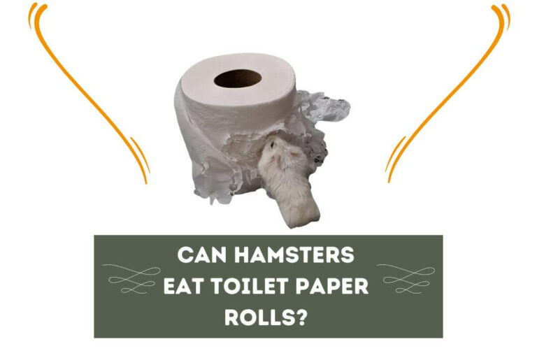 Can Hamsters Eat Toilet Paper Rolls? (3 Risks)