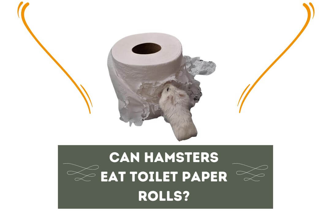 Can Hamsters Eat Toilet Paper Rolls?