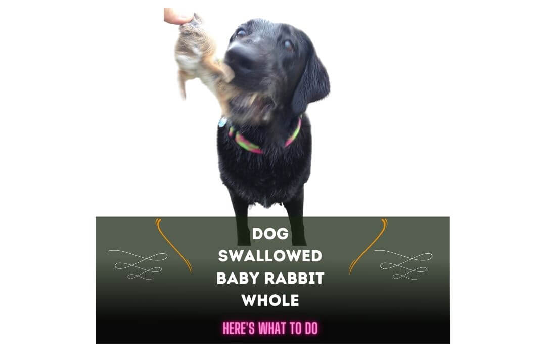 Dog Swallowed Baby Rabbit Whole