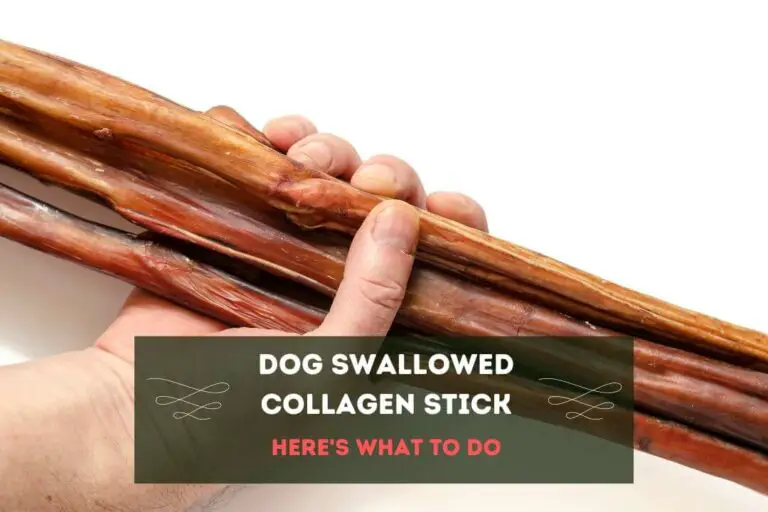 Dog Swallowed Collagen Stick: 3 Tips (+Risks)
