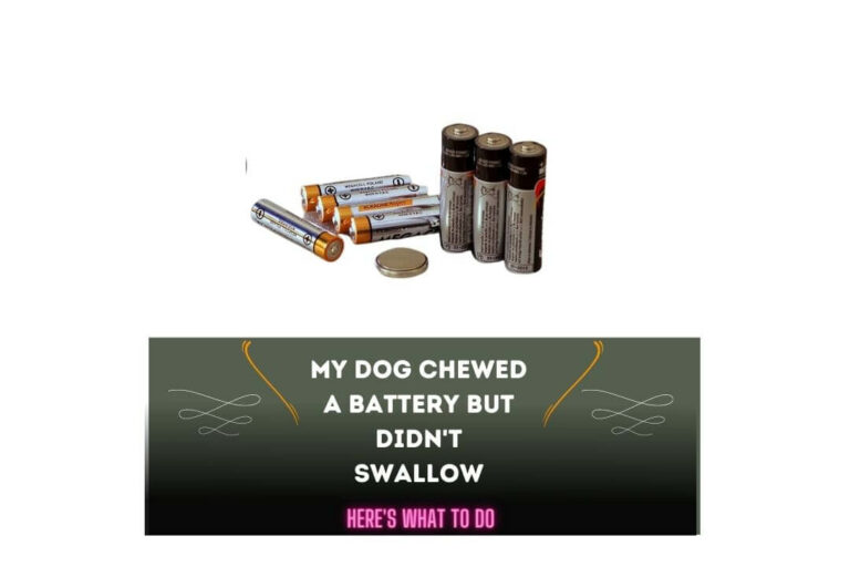 My Dog Chewed a Battery but Didn’t Swallow: Here’s What to Do