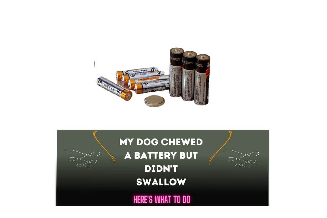 My Dog Chewed a Battery but Didn't Swallow
