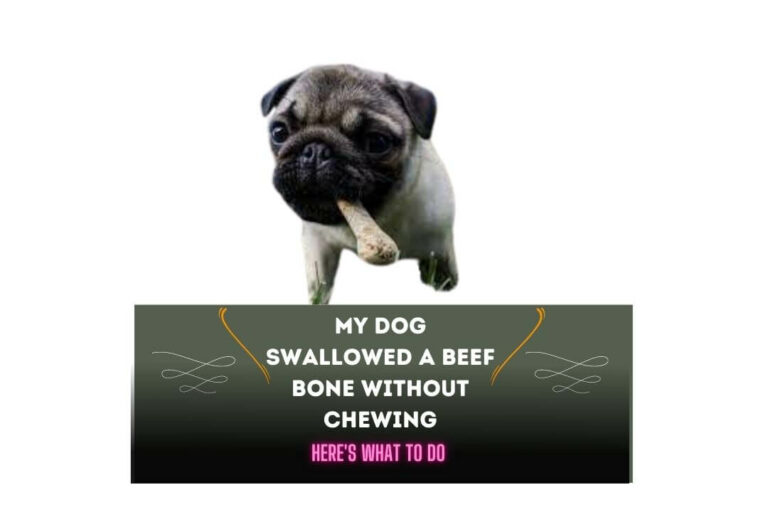 My Dog Swallowed a Beef Bone Without Chewing: 5 Do’s & Don’ts