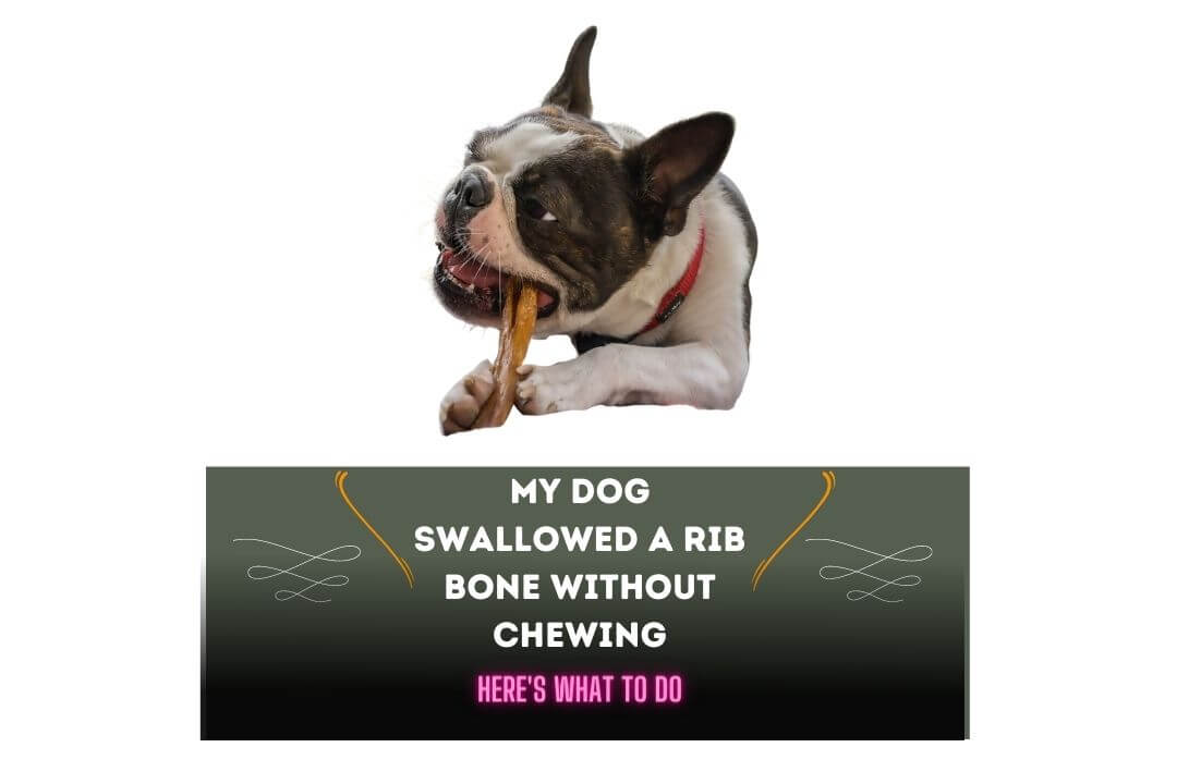 My Dog Swallowed A Rib Bone Without Chewing