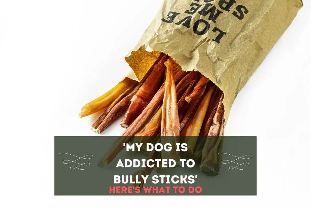 My Dog is Addicted to Bully Sticks