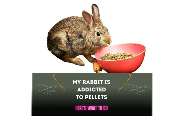 My Rabbit Is Addicted To Pellets: 3 Things To Do