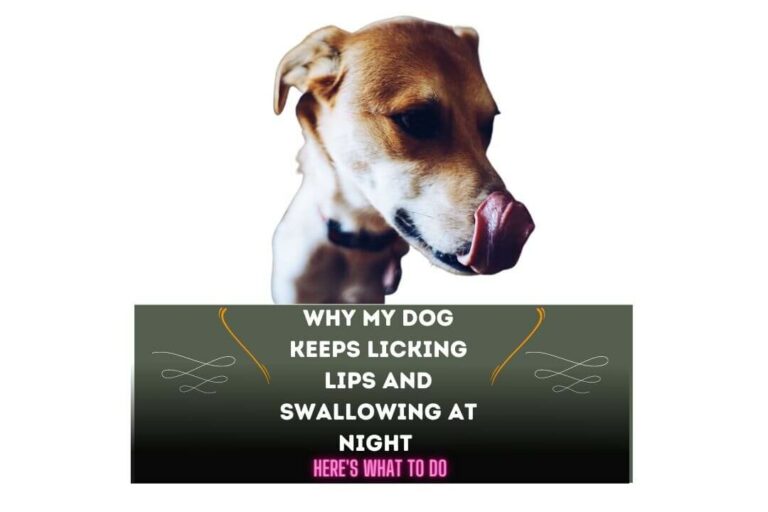 Why Does My Dog Keep Licking Lips and Swallowing at Night? ( 3 Solid Reasons)