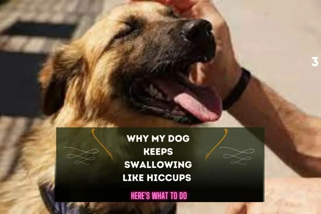 why-my-dog-keeps-swallowing-like-hiccups-pet-feeder-tips