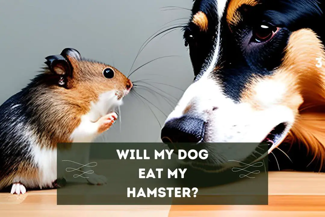 Will My Dog Eat My Hamster