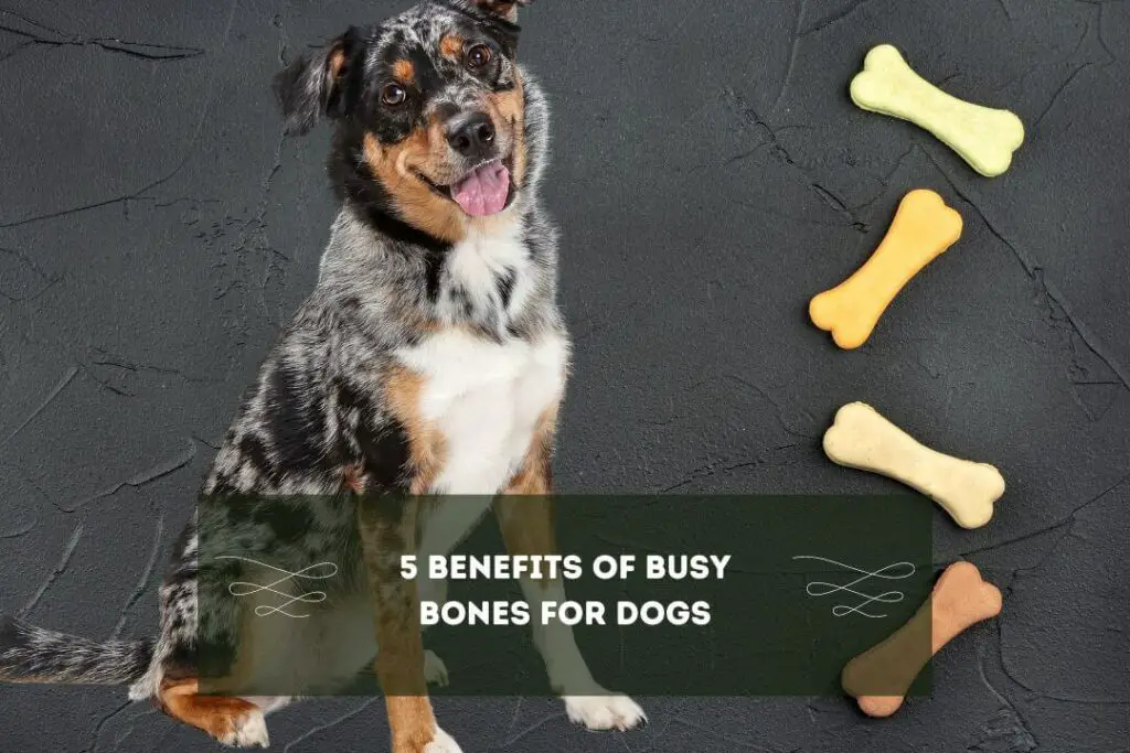 5 Benefits of Busy Bones for Dogs