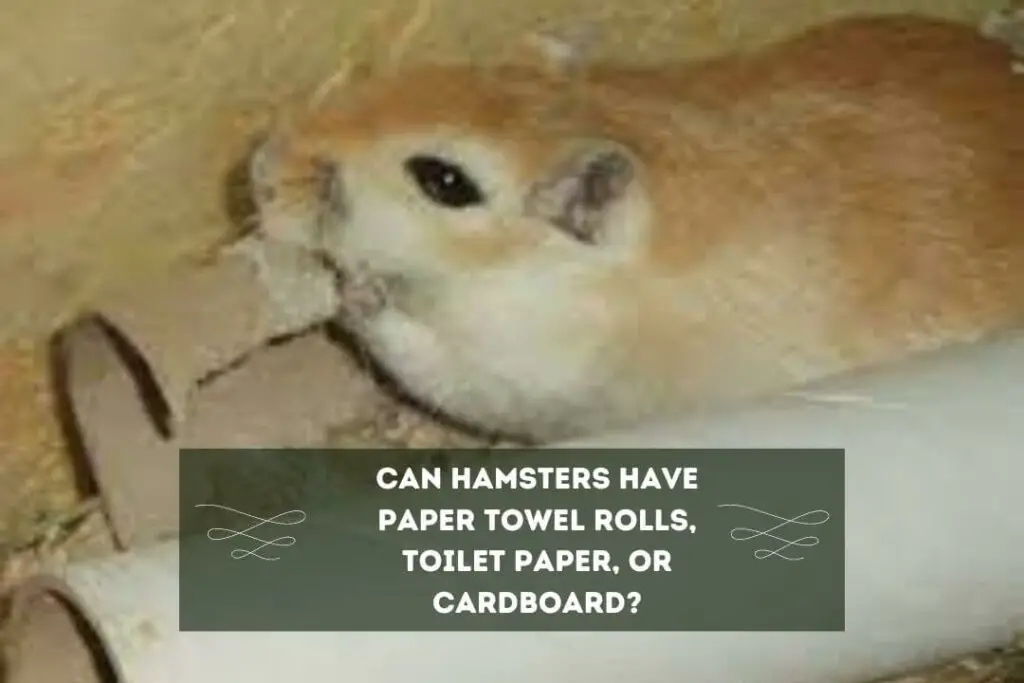 Is It OK for a Hamster to Eat Cardboard?