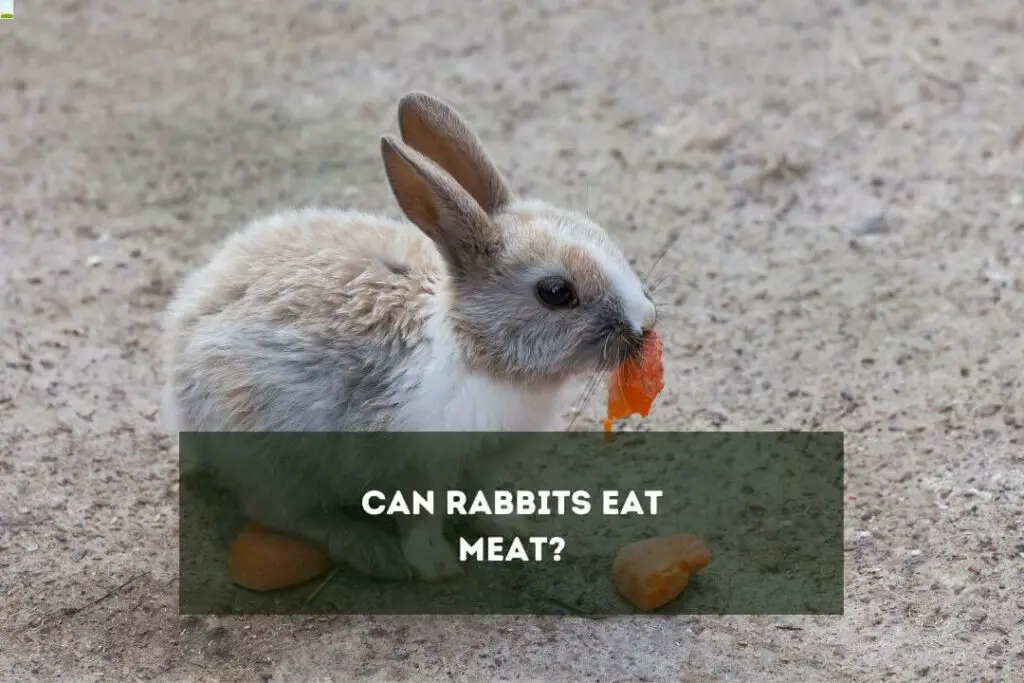 Can Rabbits Eat Meat