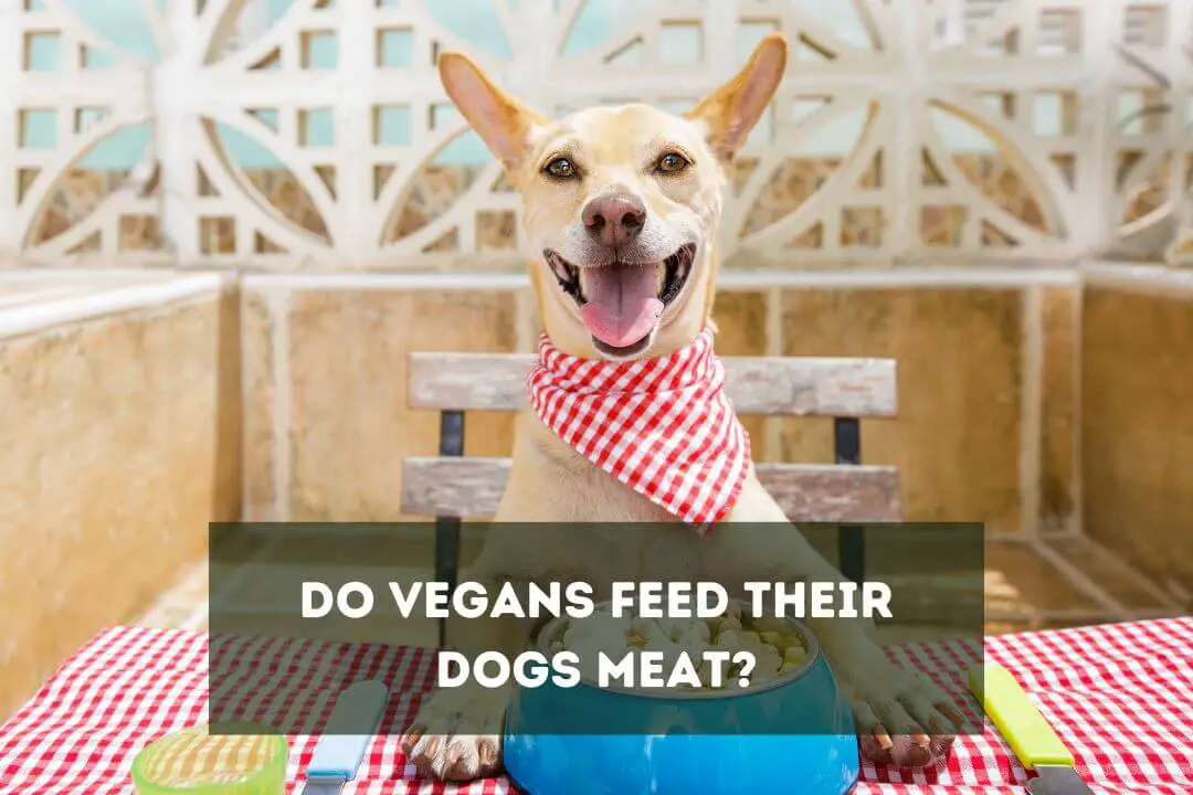 What Do Vegans Feed Their Dogs? Can Vegans Have Dogs? - Pet Feeder Tips