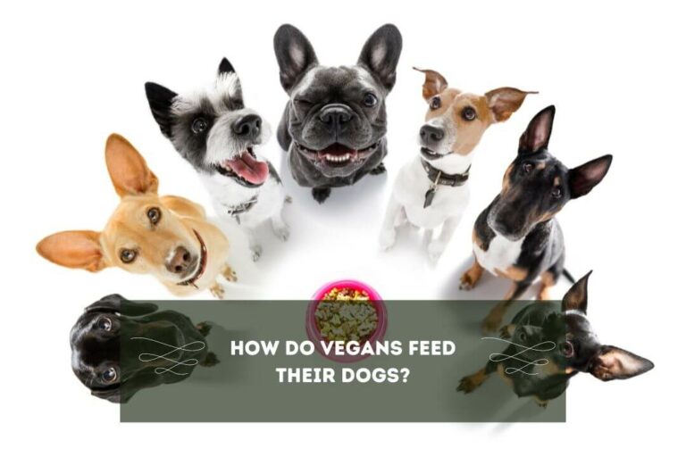 What Do Vegans Feed Their Dogs? Can Vegans Have Dogs?