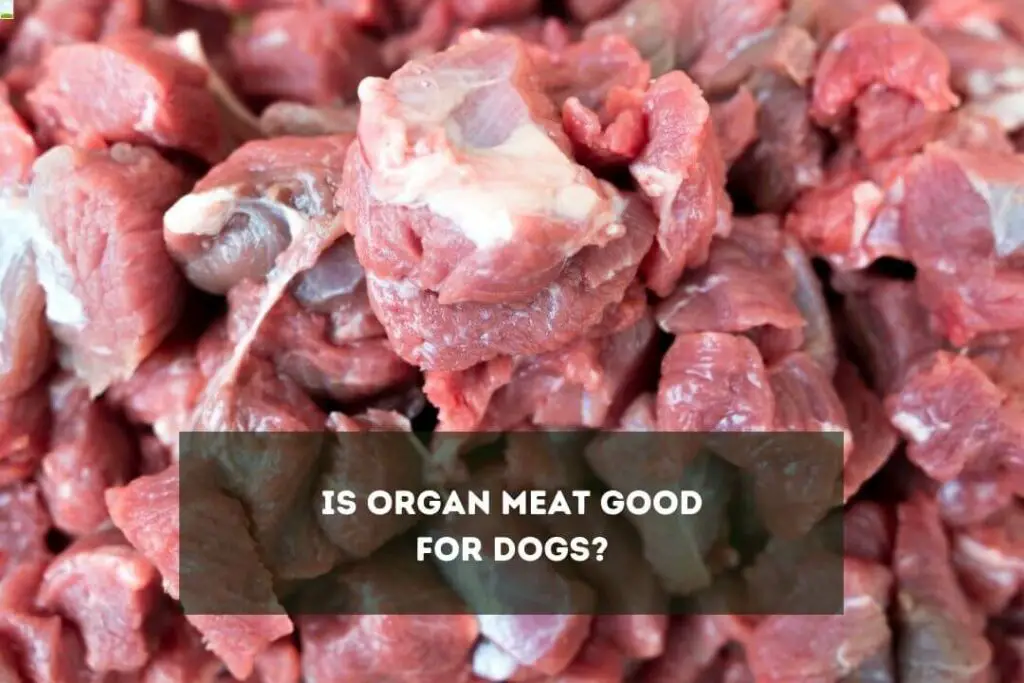 Is Organ Meat Good For Dogs?