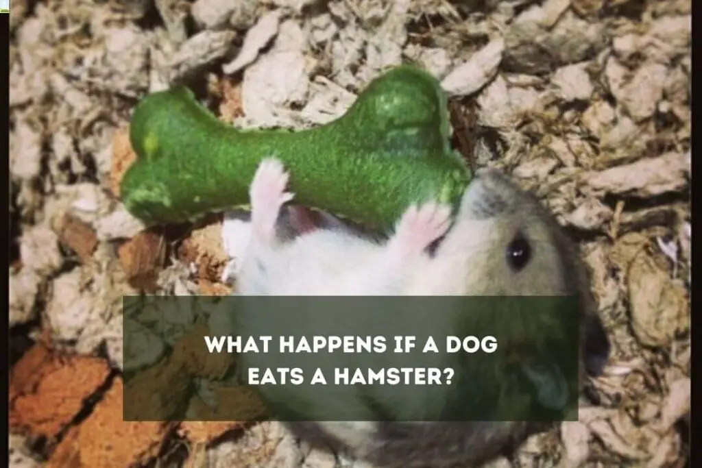 What Happens if a Dog Eats a Hamster?