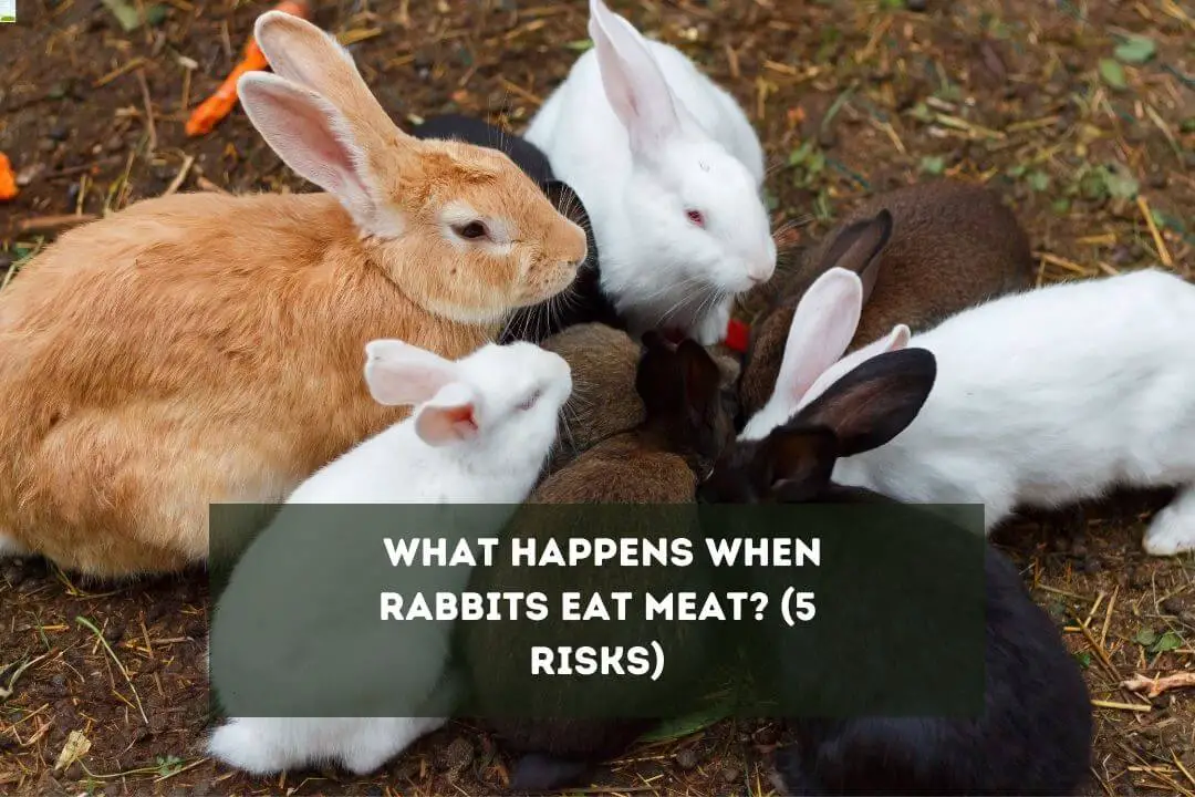 Can Rabbits Eat Meat? '5 Risks' - Pet Feeder Tips