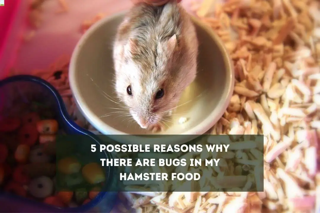 Why Are There Bugs In My Hamster Food: 5 Possible Reasons