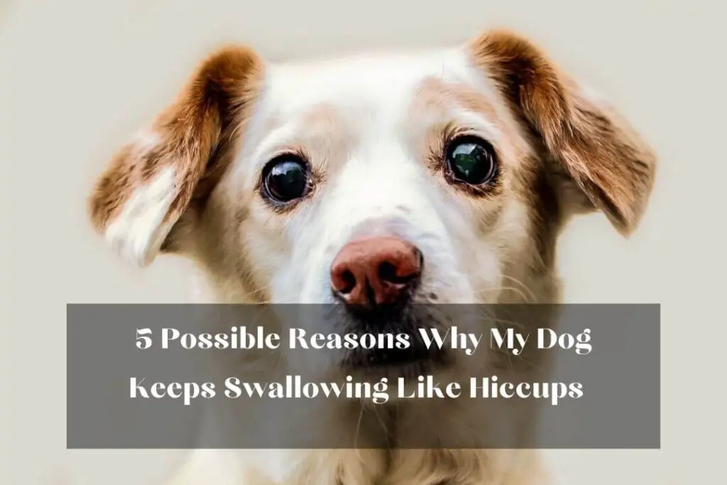 5 Possible Reasons Why My Dog Keeps Swallowing Like Hiccups  