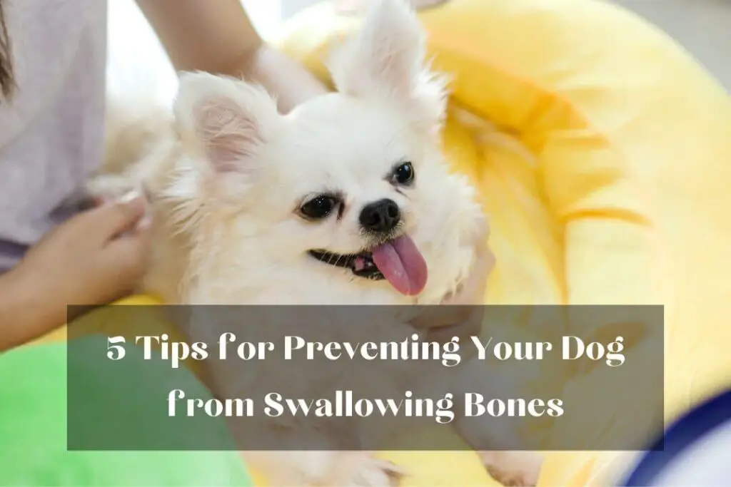 5 Tips for Preventing Your Dog from Swallowing Bones
