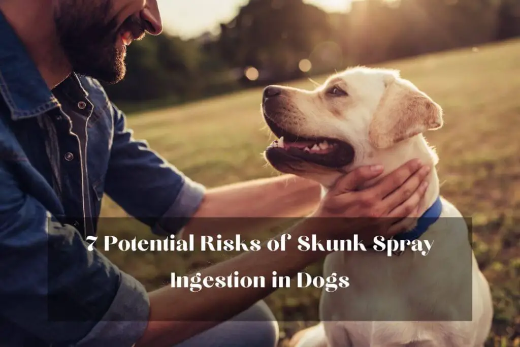 7 Potential Risks of Skunk Spray Ingestion in Dogs