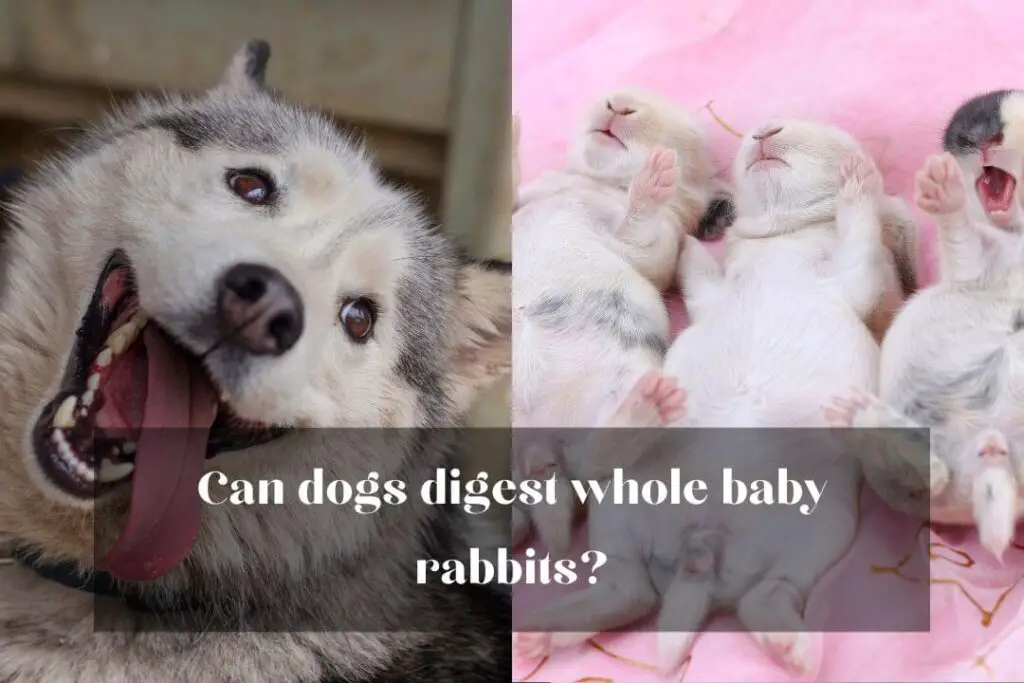 Can dogs digest whole baby rabbits?