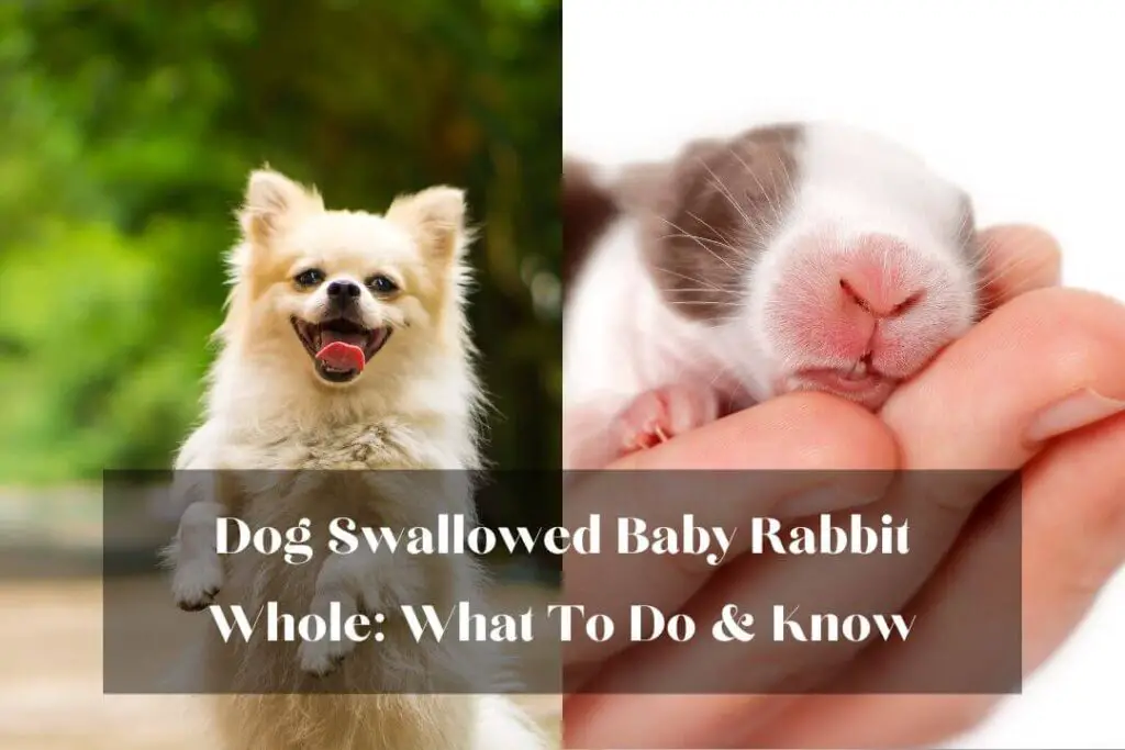 Dog Swallowed Baby Rabbit Whole: What To Do & Know
