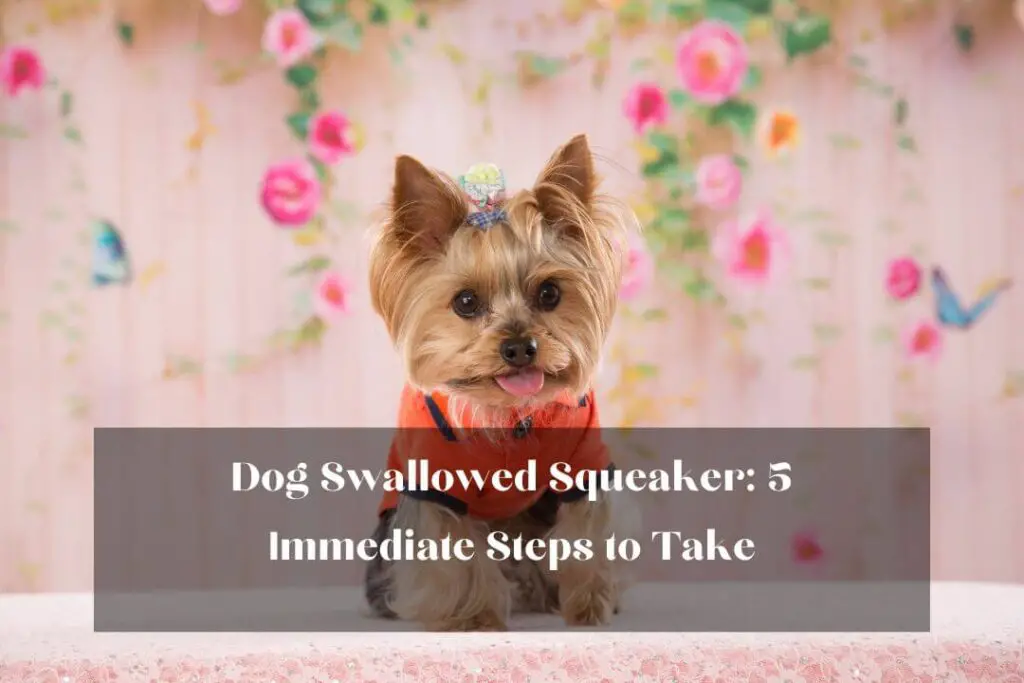 Dog Swallowed Squeaker: 5 Immediate Steps to Take