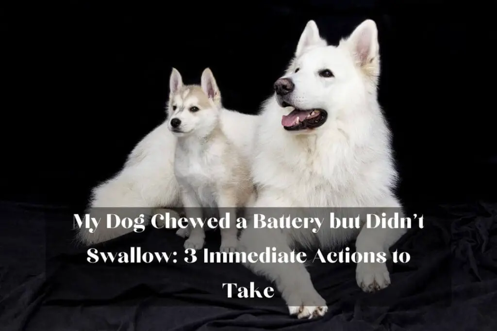 My Dog Chewed a Battery but Didn't Swallow: 3 Immediate Actions to Take