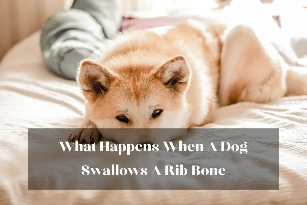 my-dog-swallowed-a-rib-bone-without-chewing-5-immediate-steps-to-take