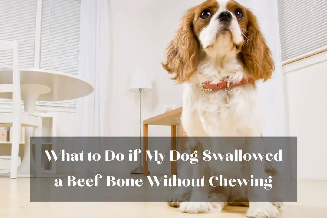 My Dog Swallowed a Beef Bone Without Chewing 5 Do's & Don'ts