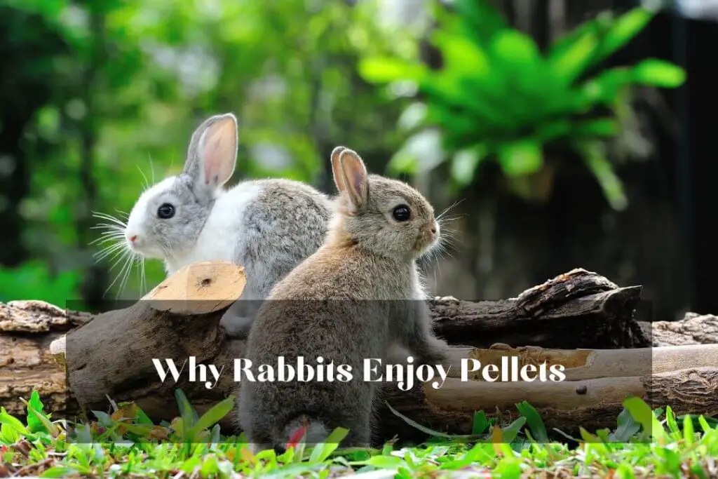 Why Rabbits Enjoy Pellets