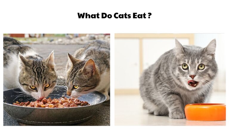 What Do Cats Eat? 50 Foods They Love the Most (Complete Feline Nutrition Guide)