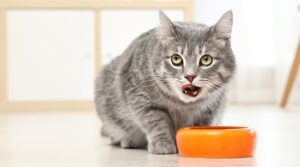 What Do Cats Eat
