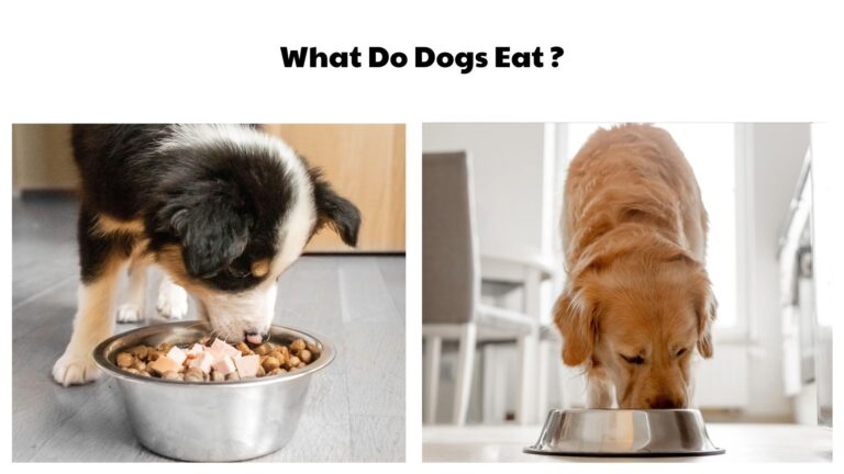 What Do Dogs Eat