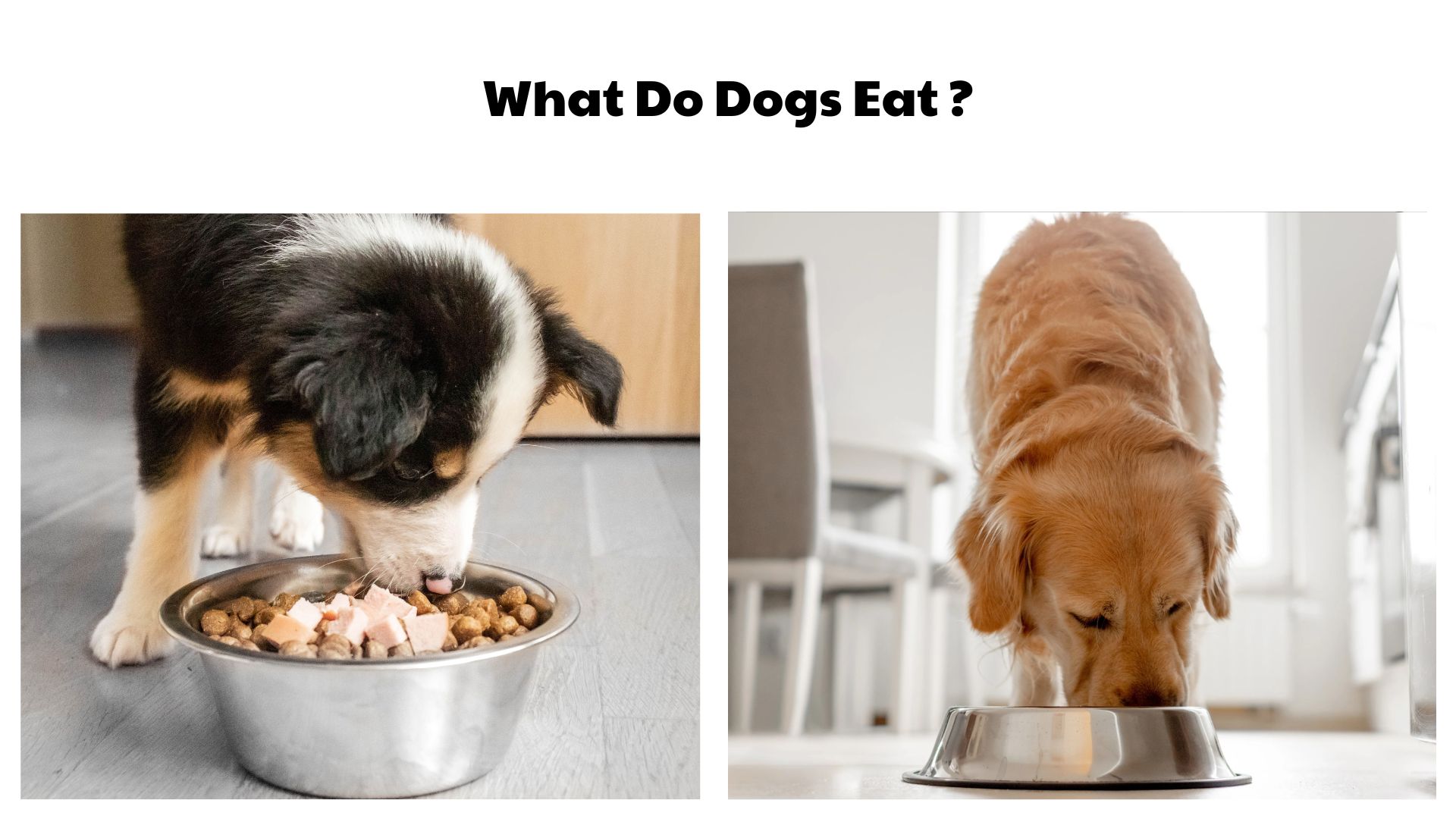 What Do Dogs Eat