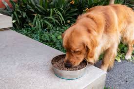 What Do Dogs Eat
