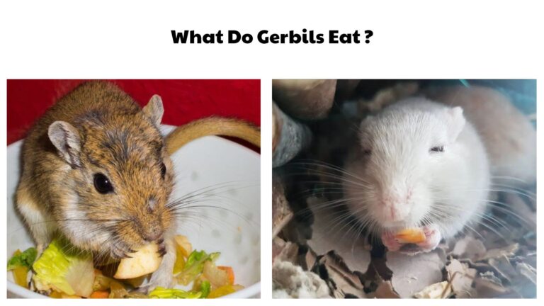 What Do Gerbils Eat? 30 Foods They Love the Most (Complete Diet Guide)
