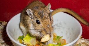 What Do Gerbils Eat