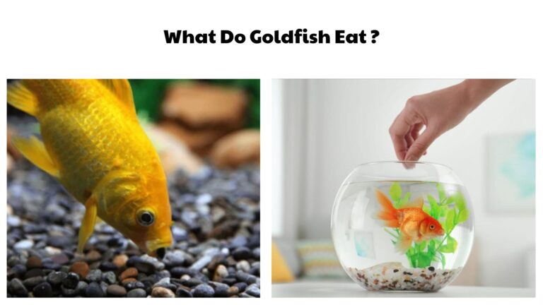 What Do Goldfish Eat? 30 Foods They Love the Most (Complete Feeding Guide)