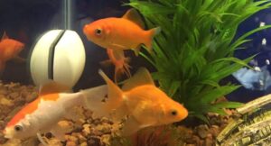 What Do Goldfish Eat