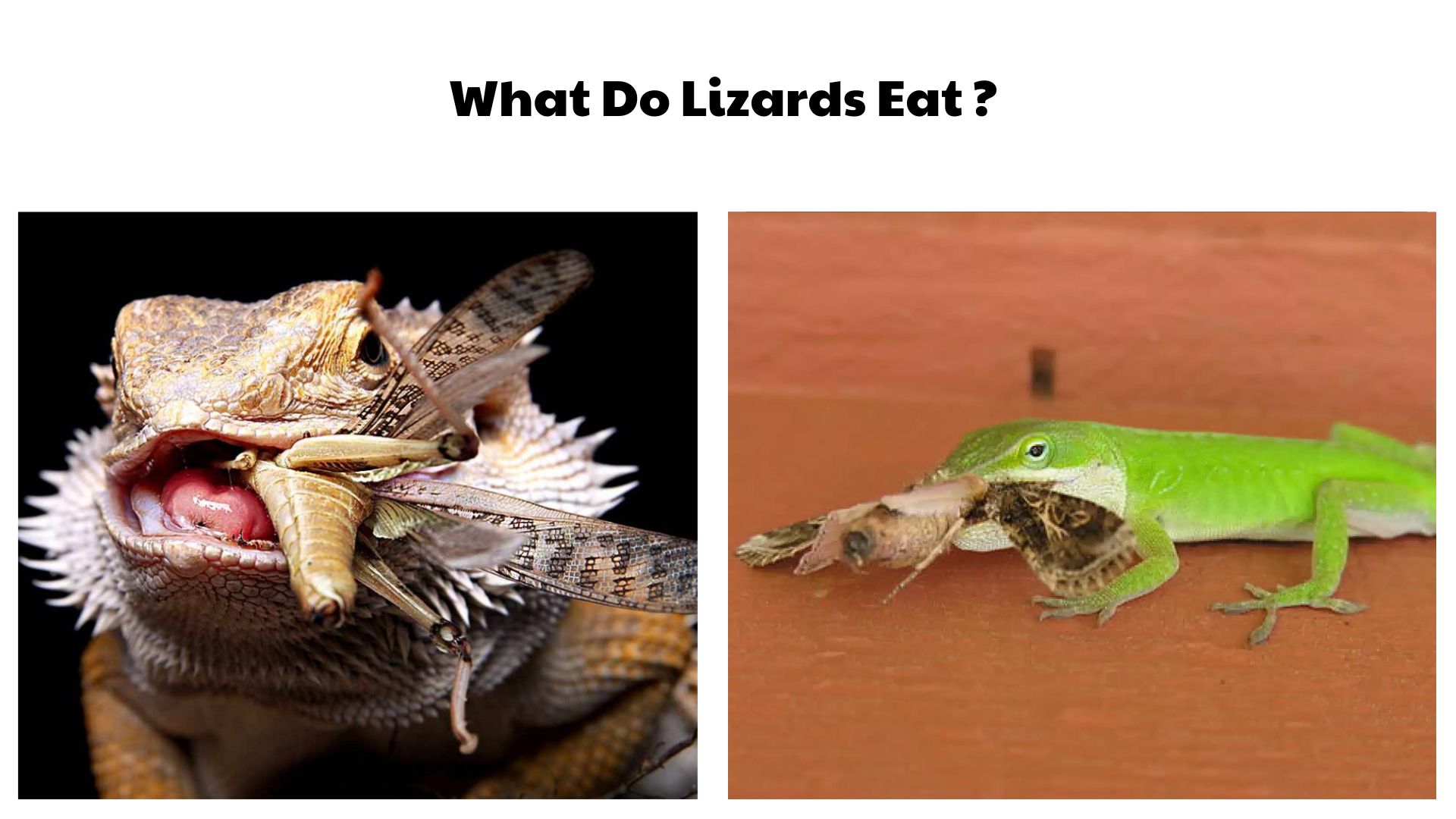 What Do Lizards Eat