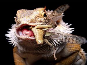 What Do Lizards Eat 