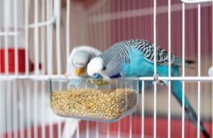 What Do Parakeets Eat