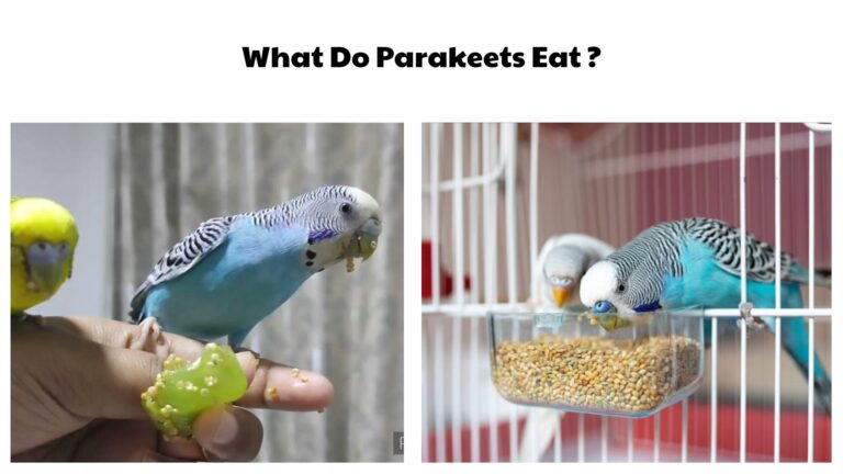 What Do Parakeets Eat